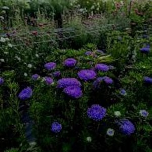 タワーブルーアスターフラワーシード50個