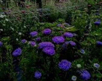Tower Blue Aster Flower Seeds 50