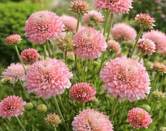 Semillas de flores de rosa salmón Scabiosa 50
