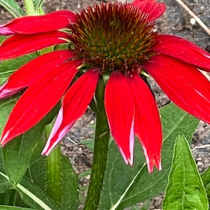 Pode incluir: Uma flor de cone vermelha vibrante com um centro marrom escuro e verde. As pétalas são de um vermelho profundo com pontas rosadas. A flor é cercada por folhas verdes e um caule verde.