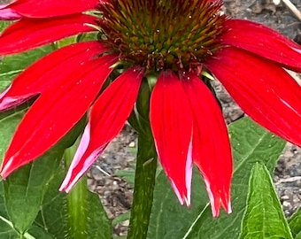 zonnebloemen Sombrero Rode echinacea bloemzaden 25