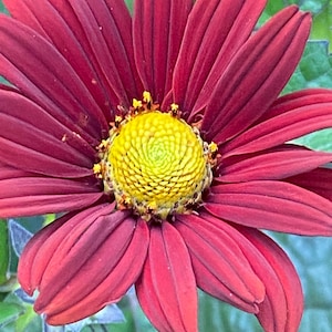 Daisy painted  flower seed 25