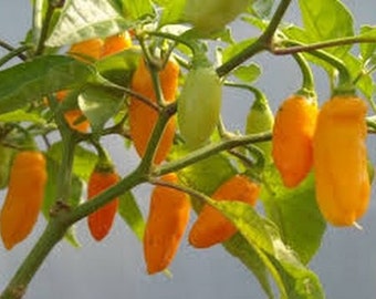 Pepper Datil seed 10