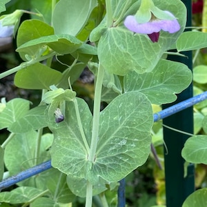 May include: Close-up of a pea plant with green leaves and a single pink flower. The plant is growing on a trellis.