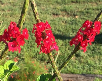 Vervain Nectarward Red False  seeds 25