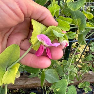 Sementes de ervilha Royal Snow Pea 200