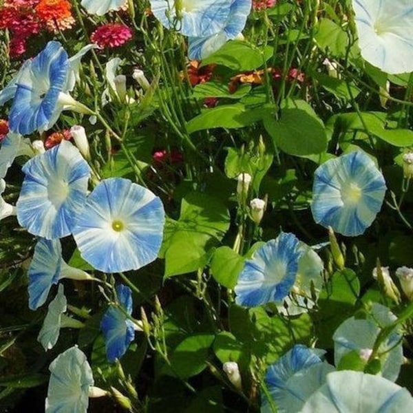 Morning glory Flying saucers Heirloom seed 10