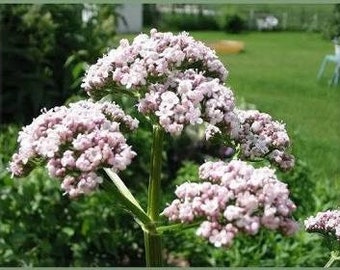 Valerian Burdock  herb seeds 30