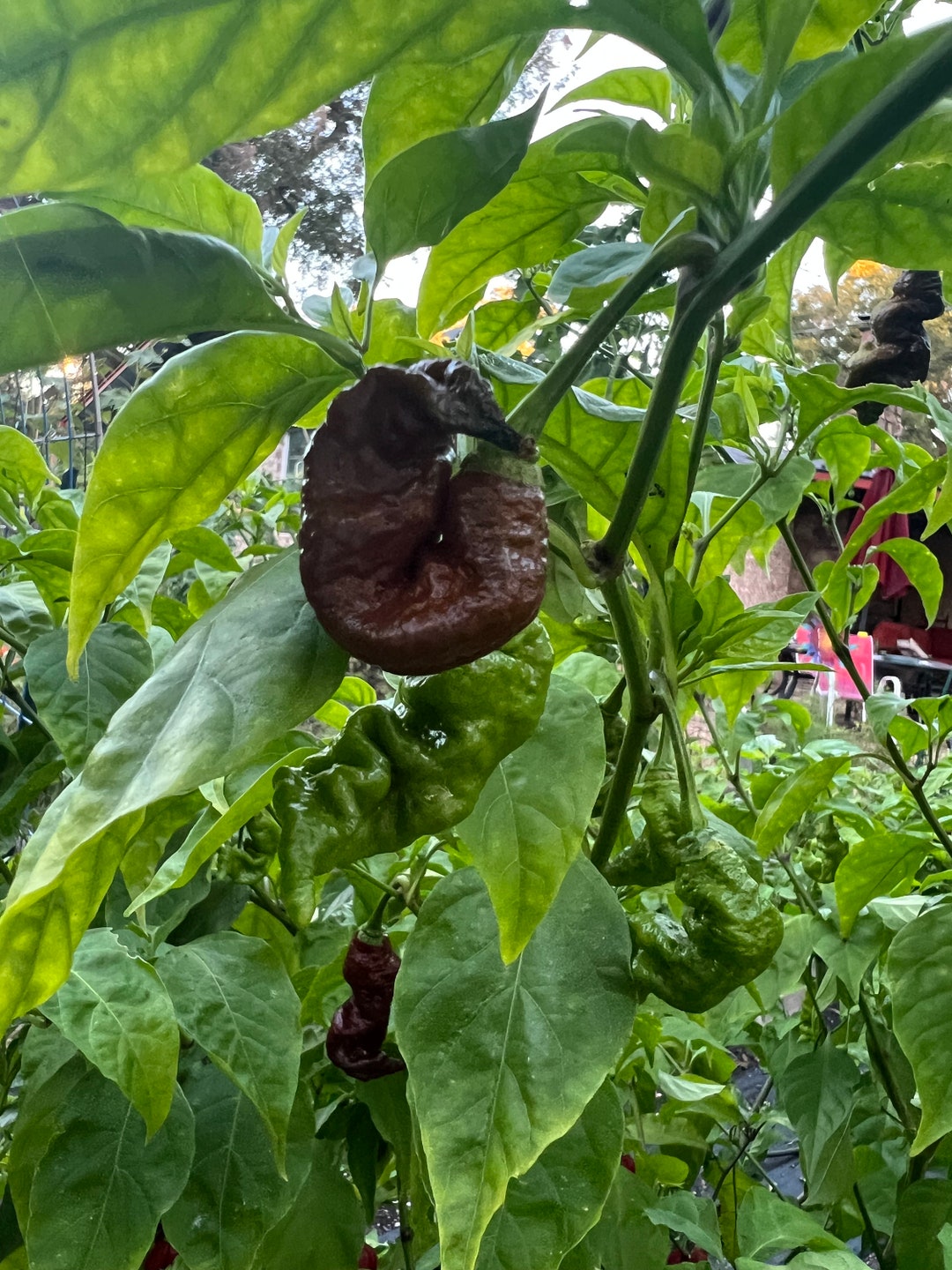 Pepper Chocolate Ghostly Jalapeños Pepper Seed 10 Etsy