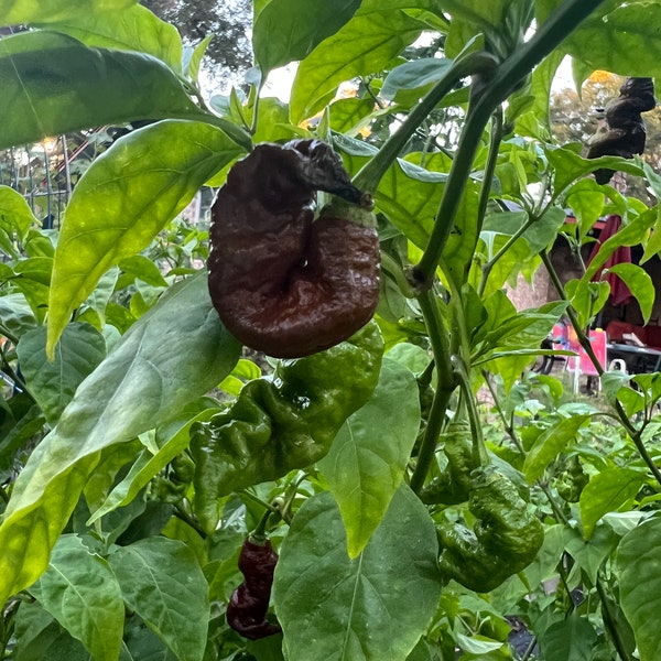 Pepper chocolate ghostly jalapeños pepper seed 10