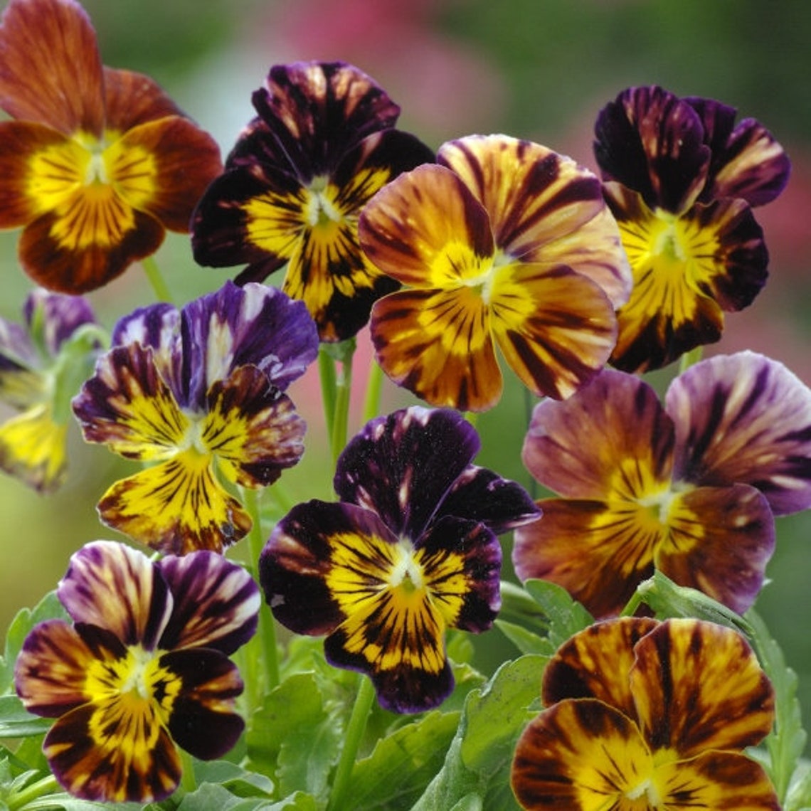 Pansy Brush Stroke Viola Heirloom Seeds 25 Etsy