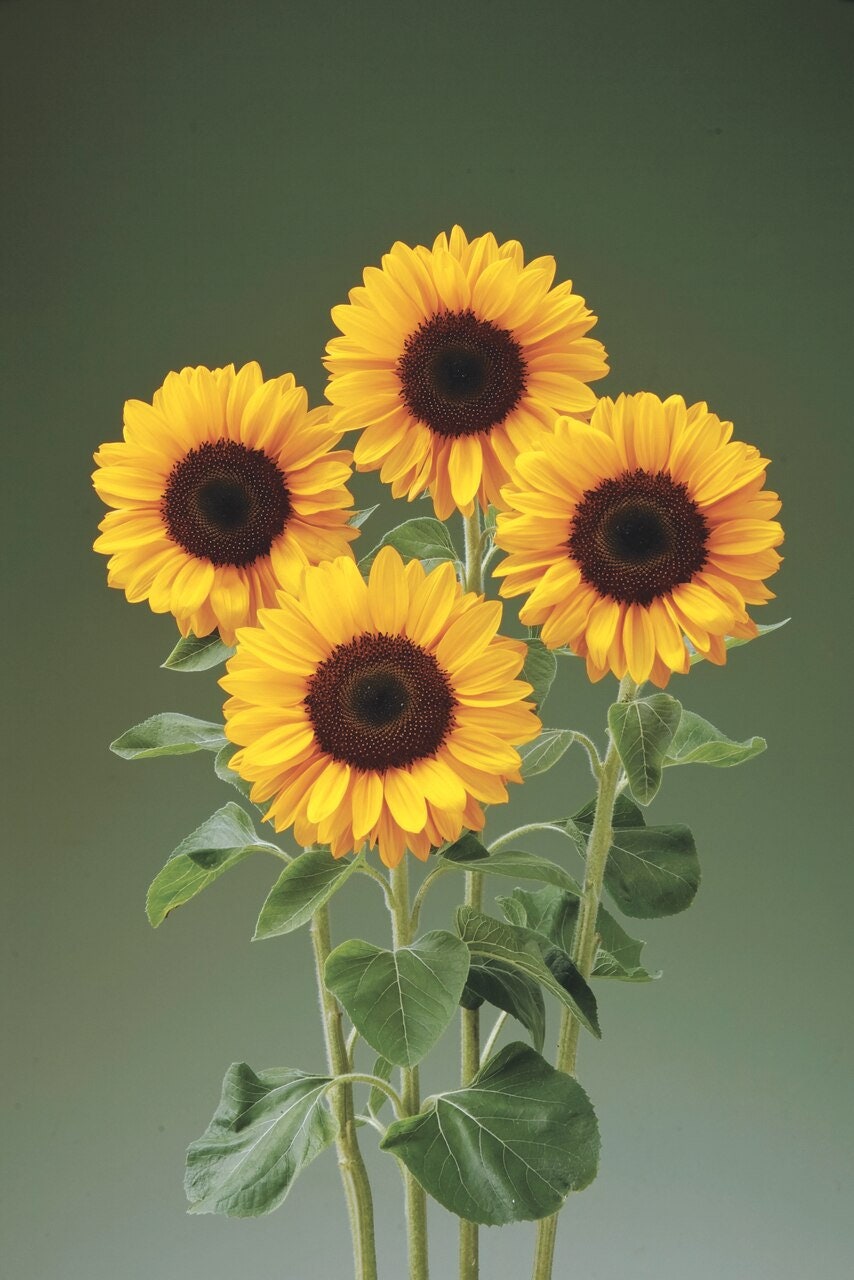 Sunflower sunrich summer Single stem Provence F1 seeds 20 Etsy