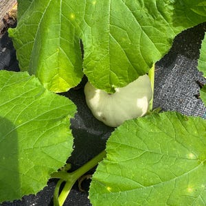 Squash Turbin seeds 15