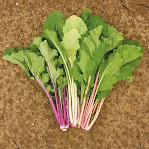 MustardChoi Vivid Choi seeds 50