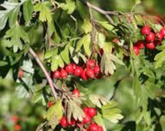 Hawthorn English certified organic seed 5