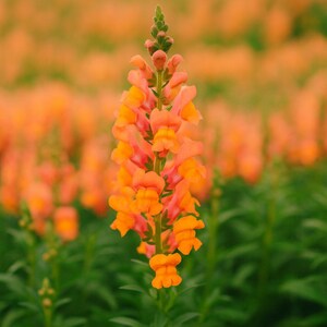Op de afbeelding: Close-up van een levendige oranje snapdragon bloem in volle bloei. De bloem heeft een lange, verticale stengel met talrijke bloesems in tinten oranje en perzik. Groene bladeren zorgen voor een contrasterende achtergrond, met andere bloemen enigszins onscherp.