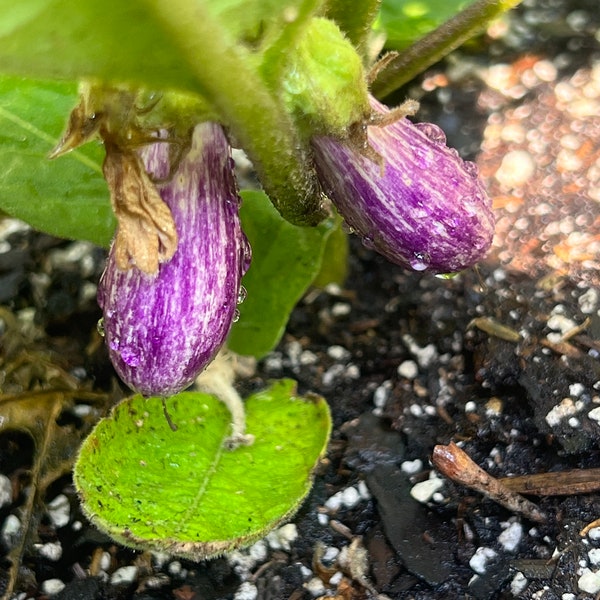 Eggplant fairytale seeds 25