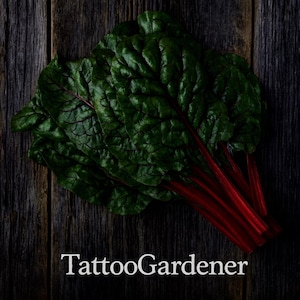 スイスチャード ルビーレッド 伝統野菜の種子 100