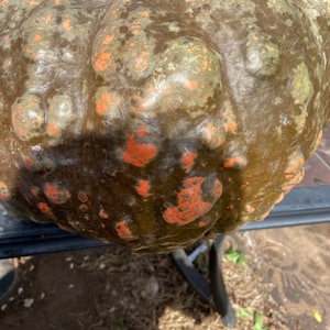 Semi di zucca Cenerentola marrone zucca 10