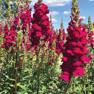 Leeuwenbek Potomac Royal zaadaantal 50