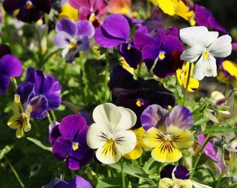 Pansy  chicky  chicks heirloom seed 25