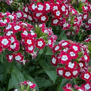 Dianthus sweet Williams graines 50