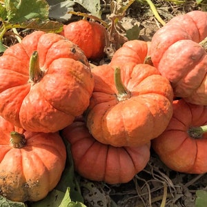 Semi di zucca Jester 25