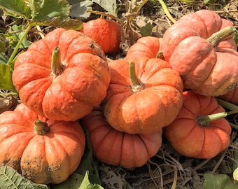 Pumpkin Jester Seed 25