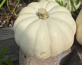 Baby Boo Mini Pumpkin Seeds  Decorative Fall Halloween Pumpkin 20 Count