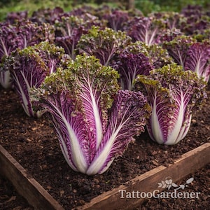 Puede incluir: Primer plano de un lecho de plantas de col morada. Las hojas son de un morado vibrante con vetas blancas y bordes verdes. Las plantas crecen en tierra oscura dentro de un marco de madera. El texto "TattooGardener" es visible en la esquina inferior derecha.