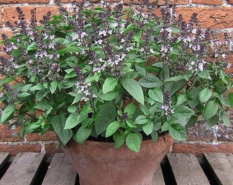 Basil Christmas seeds 50