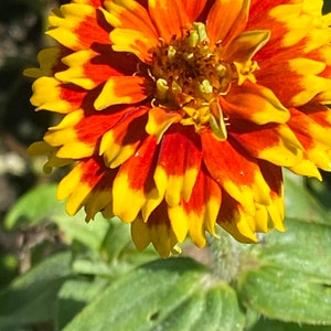 Zinnia Aztec mix seeds 25