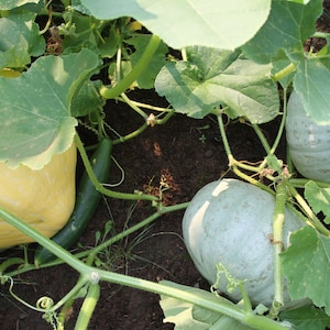 Squash Winter Sweet Meat heirloom seed 15