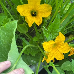Graines de courge d'été G star, 25