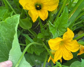 Abóbora-pattypan G star Sementes de abóbora de verão 25