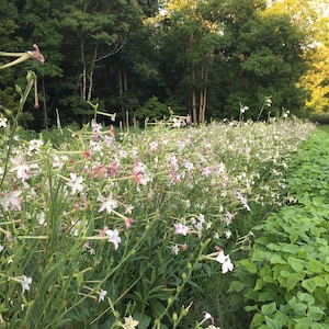 Nicotiana lavender cloud certified organic seed 30
