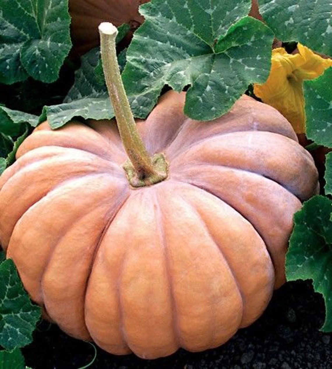 Fairytale pumpkin seeds 5 Etsy