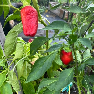 Pepper sweet Hungarian paprika Kapia seed 10