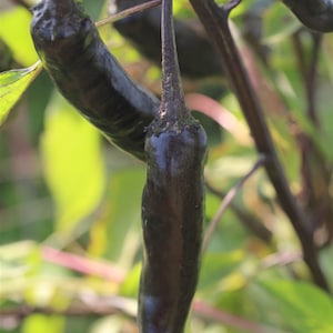 Pepper Muraski Heirloom purple pepper seeds 15