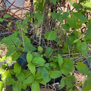 May include: A lush green plant with vibrant leaves, possibly a climbing vine, fills the frame. The plant is in a black pot, surrounded by dry stems and a glimpse of a red metal structure. The leaves are a bright green.
