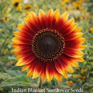 Indian Blanket Heirloom Sunflower seed 50