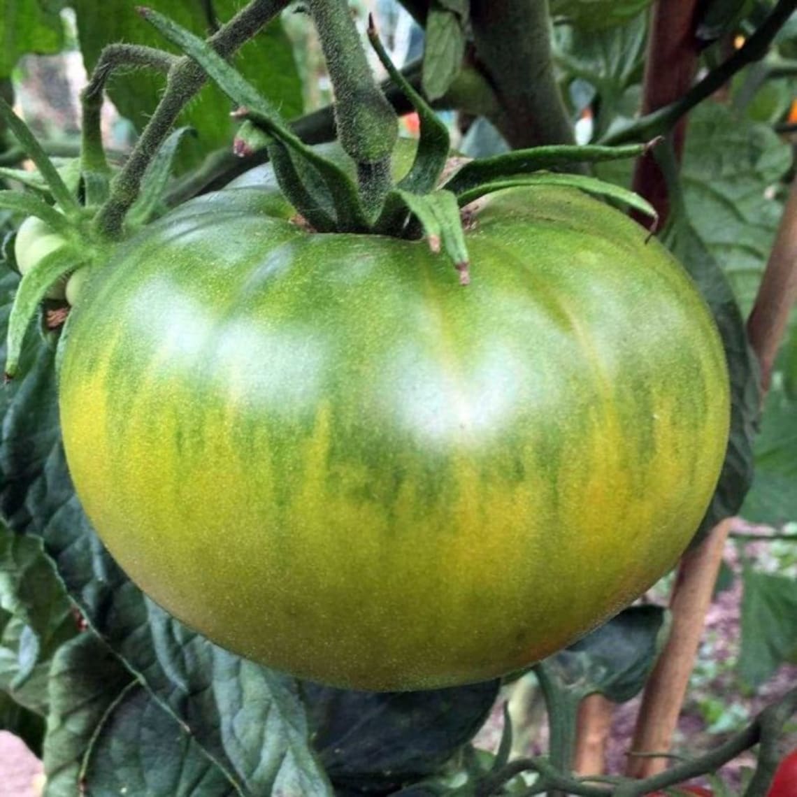 Tomato Aunt Rubys German Green Heirloom Seeds 15 - Etsy