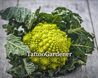 Semillas de brócoli romanesco heirloom 25