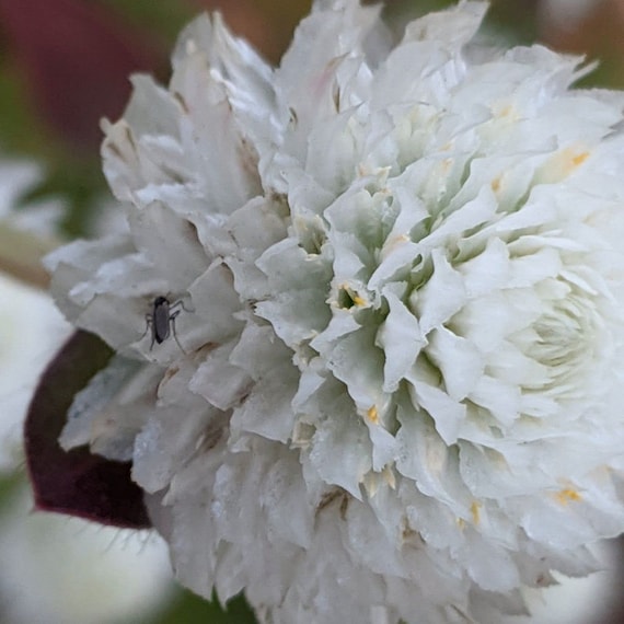 Gomphrena Audrey white flower seed 25