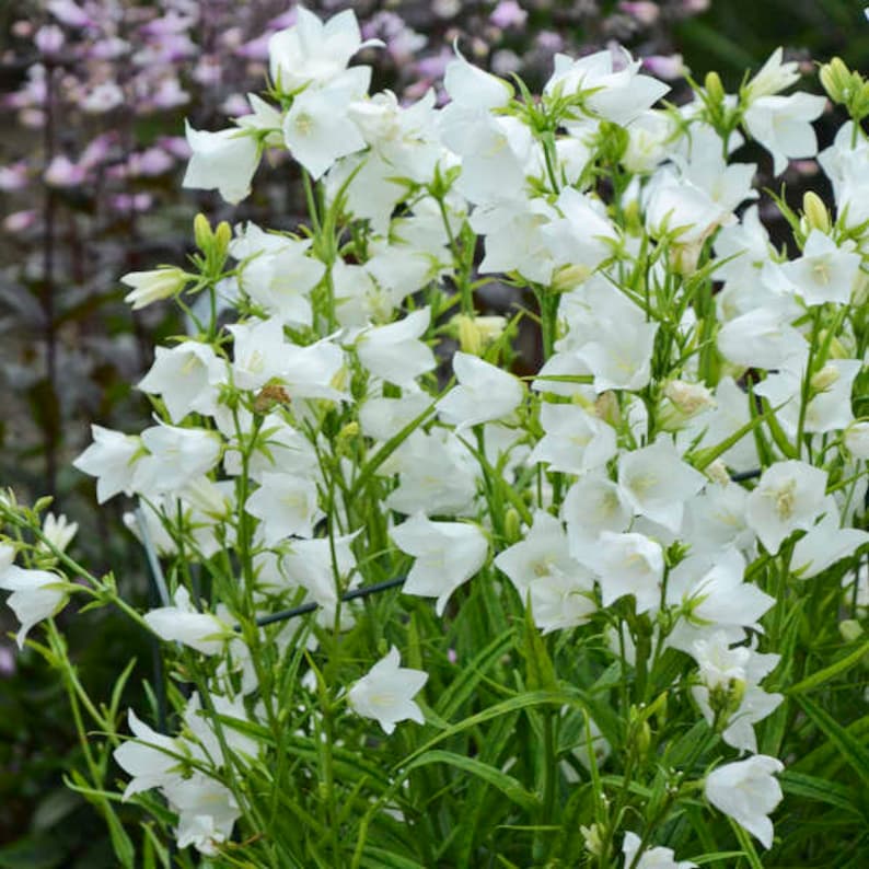 Op de afbeelding: Een groep witte klokjes in bloei. De bloemen zijn delicaat en hebben een klokvorm. De plant is groen en bladrijk.