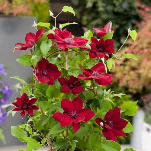 Clematis Red Nubia seed 10