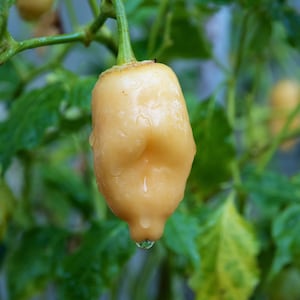 Pepper Aji Fantasy peach  pepper. 10