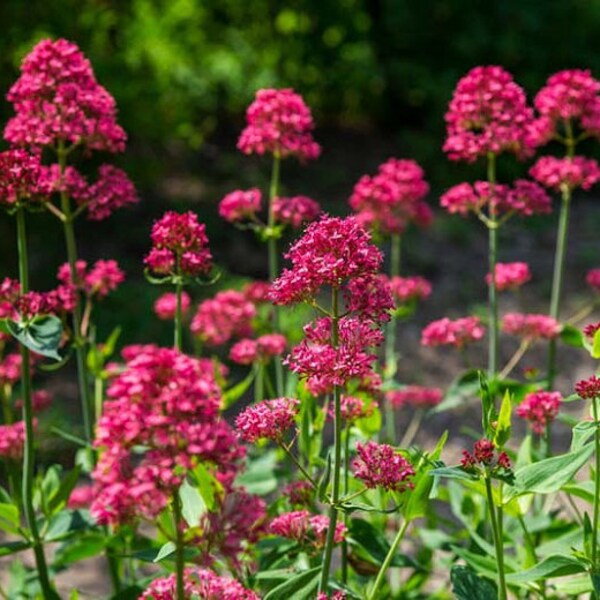 Valerian Red Centranthus ruber perennial seed 5