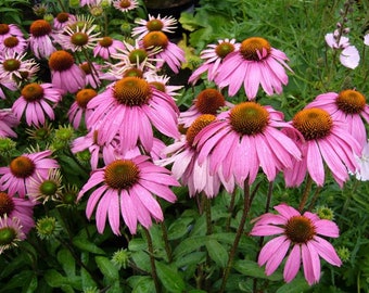 Coneflower Pink flower seed 30