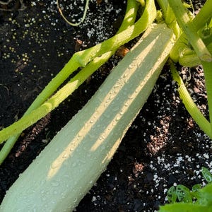 Zucchini Heirloom Italian  orolana di Faenza  seeds 15